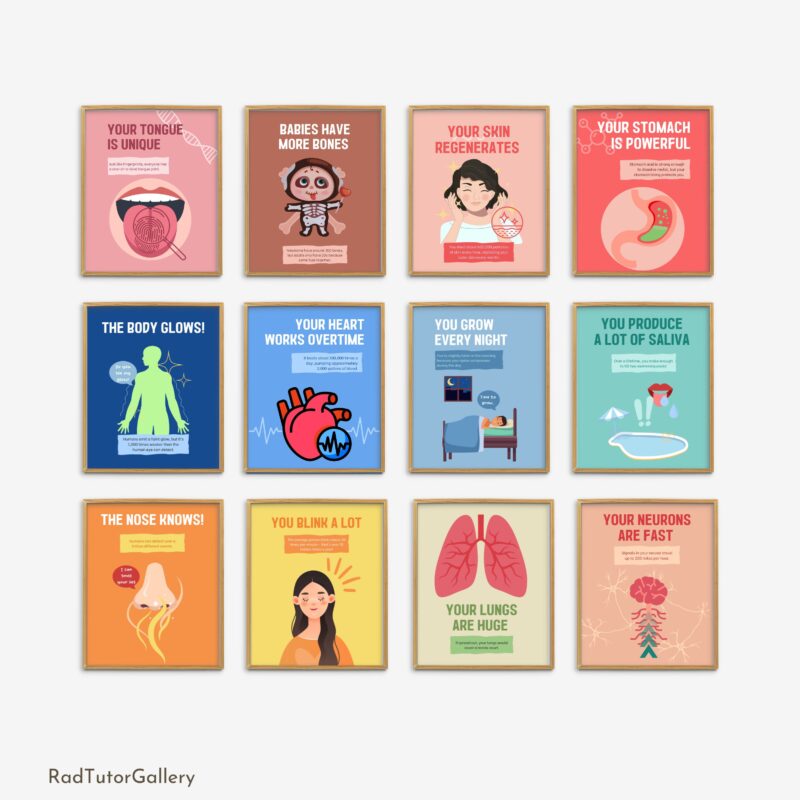 Human Body Fun Facts Set