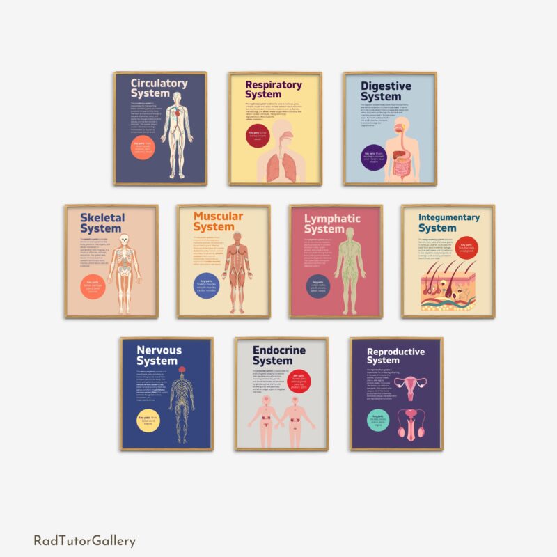 Human Body Systems Set