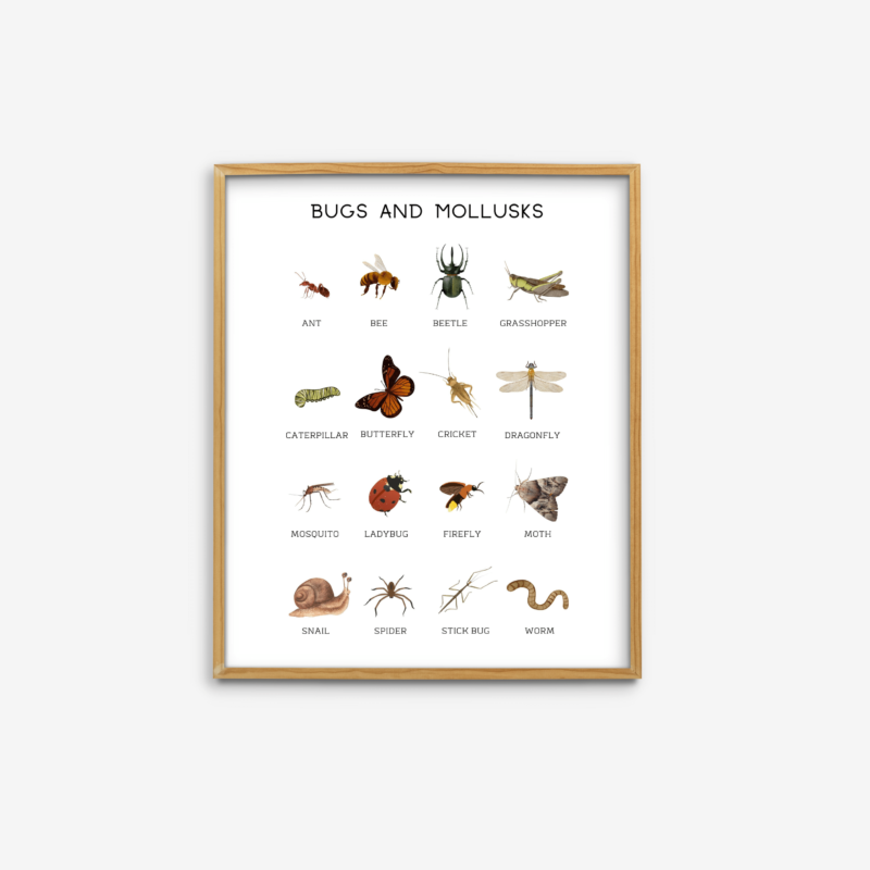 Bugs and Mollusks Print