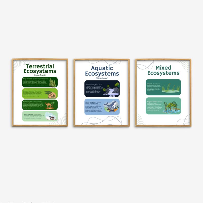Types of Ecosystem Set