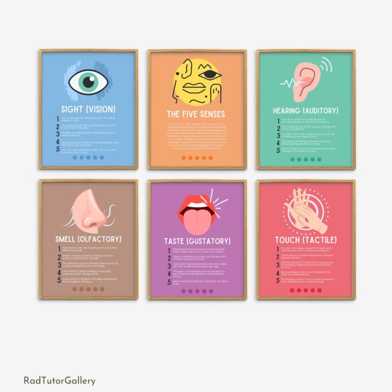 The Five Senses Set