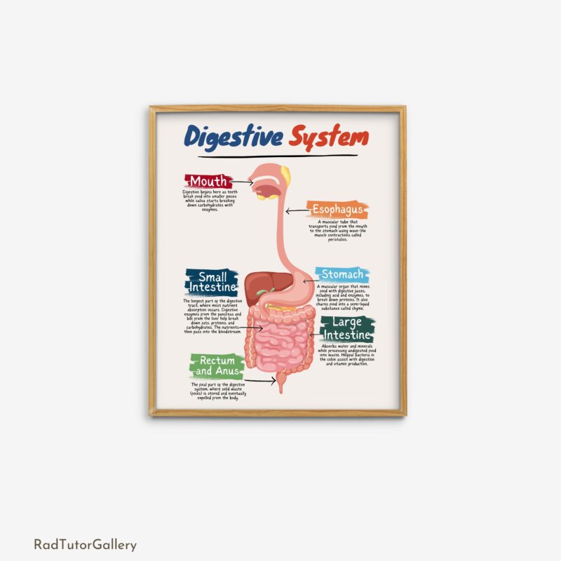 Digestive System Print