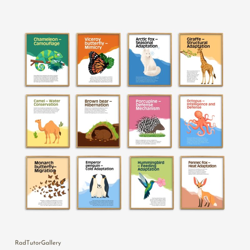 Animal Adaptations Set