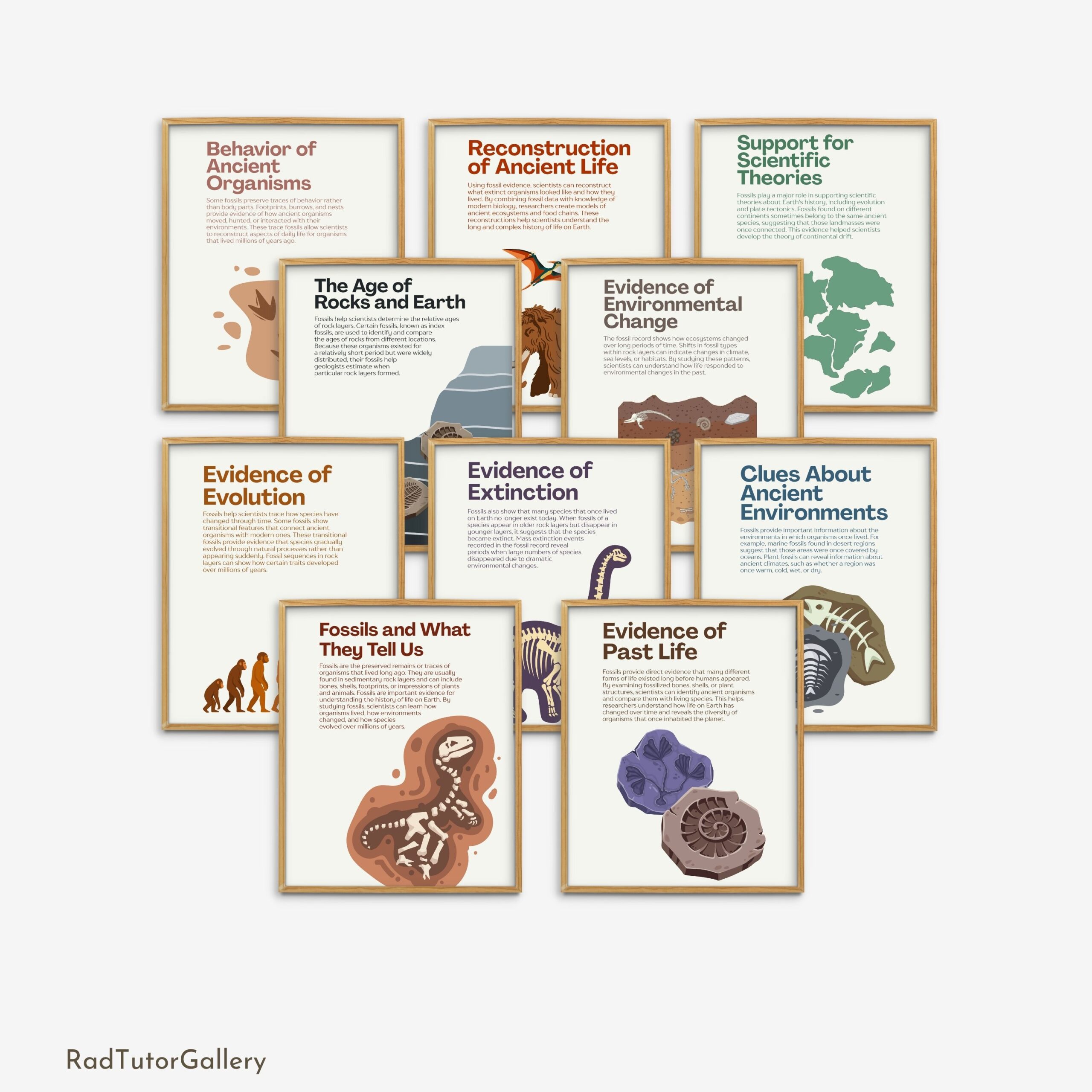 What Fossils Teach Us Set