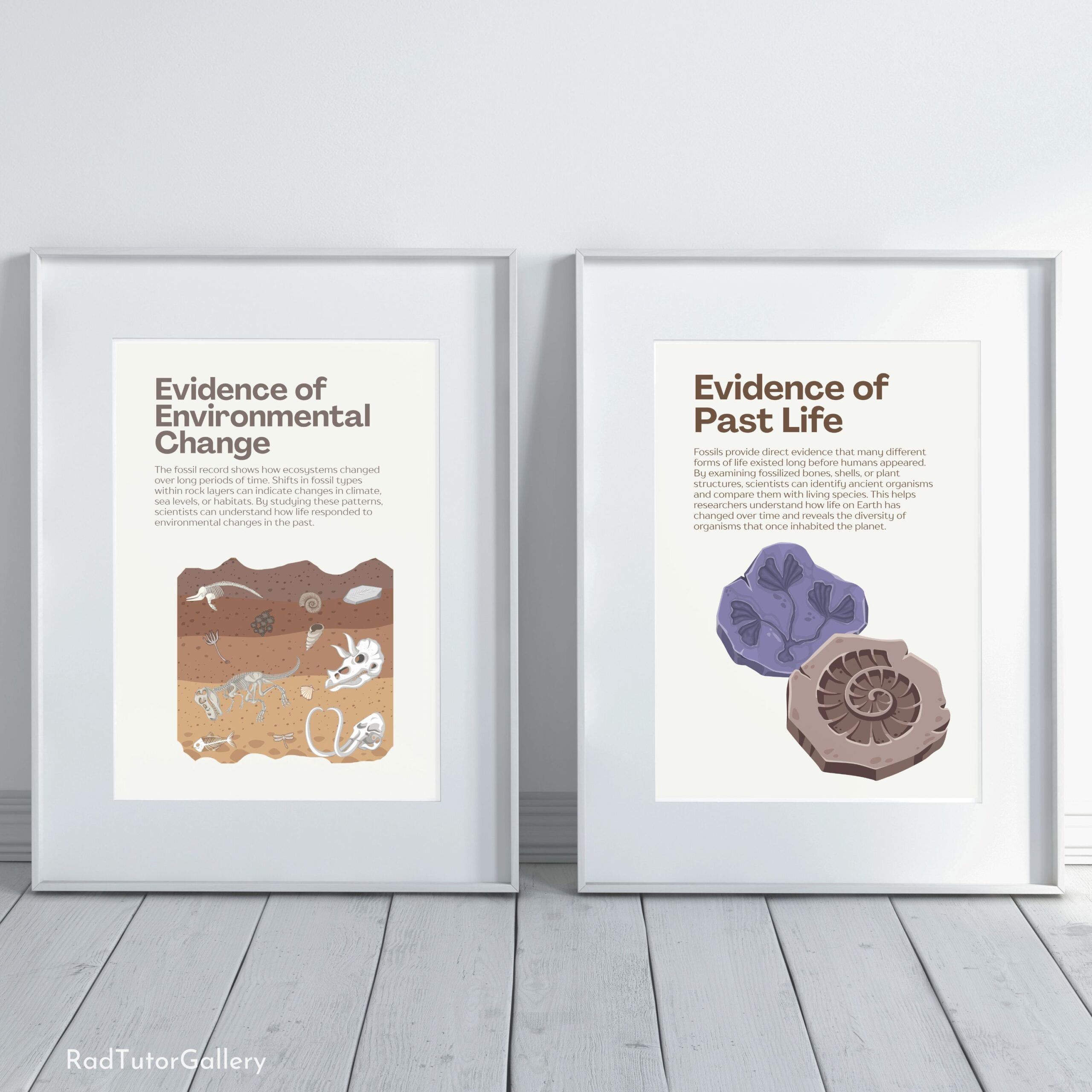 What Fossils Teach Us Set
