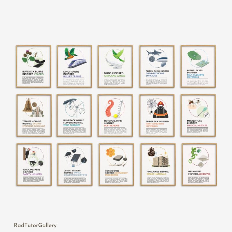 Biomimicry Set