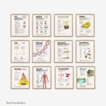 biology poster set, science classroom decor, science bulletin board