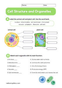 science-worksheet-6-212x300 10 Free Science Worksheets for Middle School